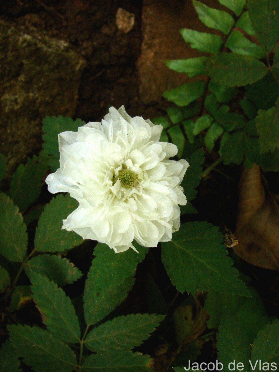 Rubus rosifolius Sm.